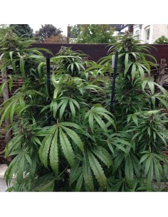 FEMALE SEEDS - Outdoor Mix - 1