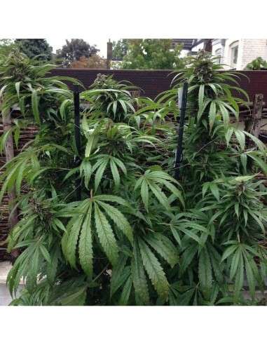 FEMALE SEEDS - Outdoor Mix - 1