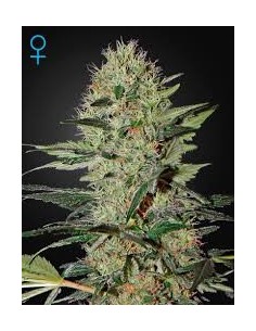 GREEN HOUSE SEEDS - Exodus Cheese Auto - 1
