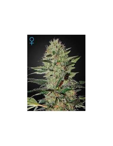 GREEN HOUSE SEEDS - Exodus Cheese Auto - 1