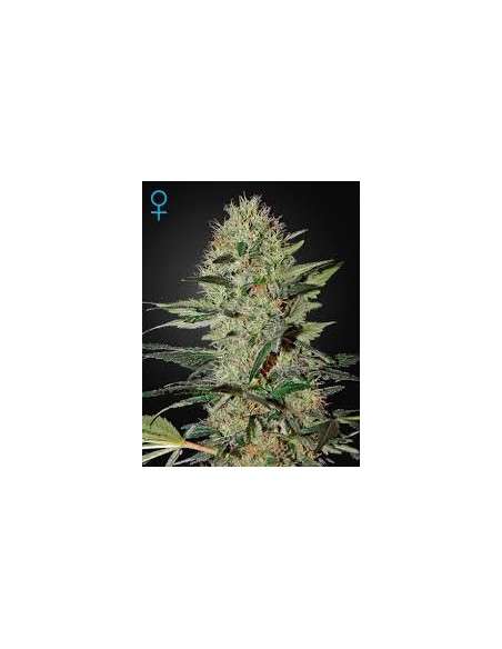 GREEN HOUSE SEEDS - Exodus Cheese Auto - 1