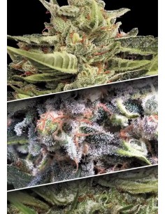 PARADISE SEEDS - Auto Collection 1 - 1