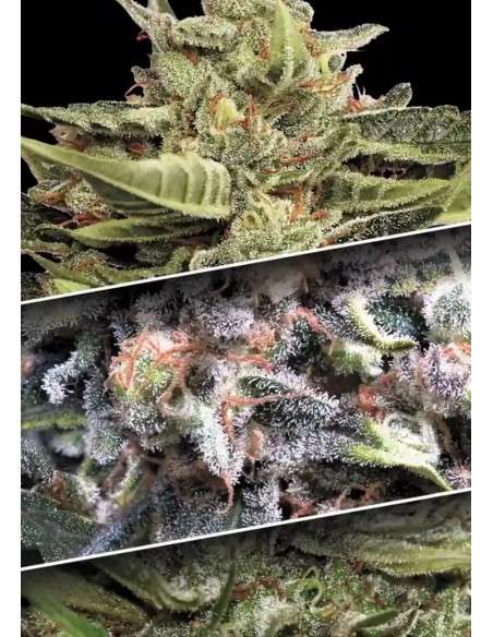 PARADISE SEEDS - Auto Collection 1 - 1