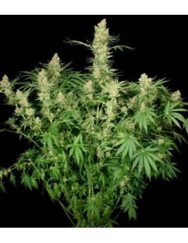 PARADISE SEEDS - Wappa - 3