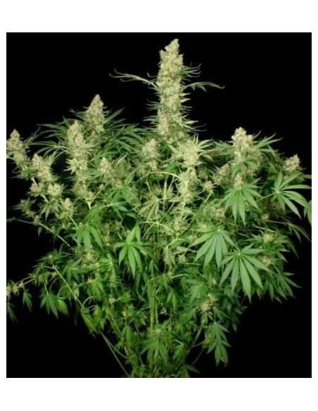 PARADISE SEEDS - Wappa - 3