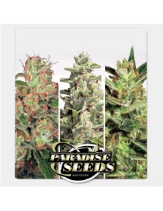 PARADISE SEEDS - Auto Collection 2 - 1