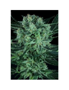 PARADISE SEEDS - Durga Mata II CBD - 1