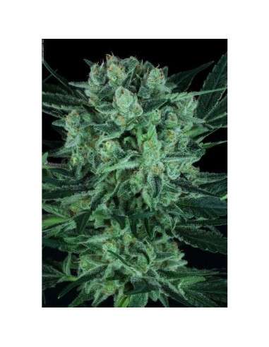 PARADISE SEEDS - Durga Mata II CBD - 1