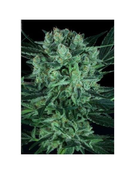 PARADISE SEEDS - Durga Mata II CBD - 1