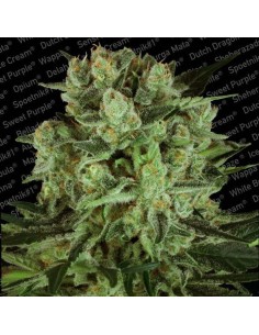 PARADISE SEEDS - Durga Mata II CBD - 1 2