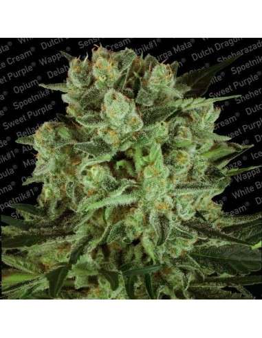 PARADISE SEEDS - Durga Mata II CBD - 2