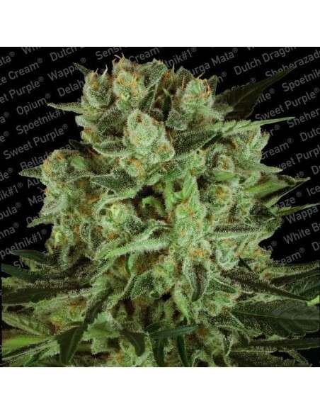 PARADISE SEEDS - Durga Mata II CBD - 2