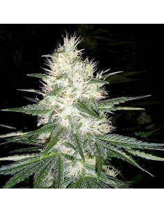 PARADISE SEEDS - Dutch Kush - 1