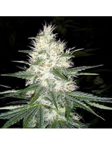 PARADISE SEEDS - Dutch Kush - 1