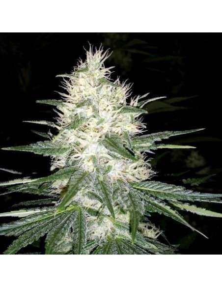 PARADISE SEEDS - Dutch Kush - 1