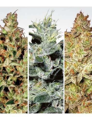 PARADISE SEEDS - Indica Champions Pack - 1