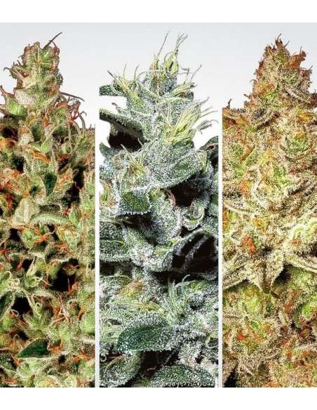 PARADISE SEEDS - Indica Champions Pack - 1