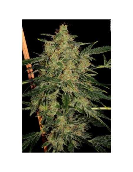 PARADISE SEEDS - Nebula II CBD - 1
