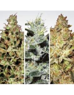 PARADISE SEEDS - Sativa Champions Pack - 1