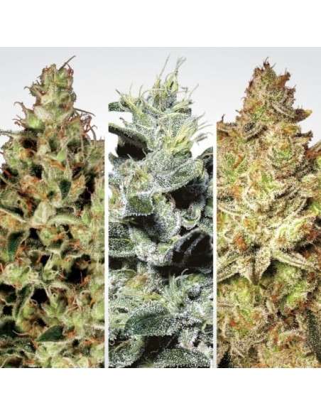 PARADISE SEEDS - Sativa Champions Pack - 1