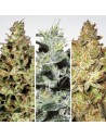 PARADISE SEEDS - Sativa Champions Pack - 1