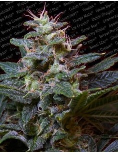 PARADISE SEEDS - Sweet Purple - 1