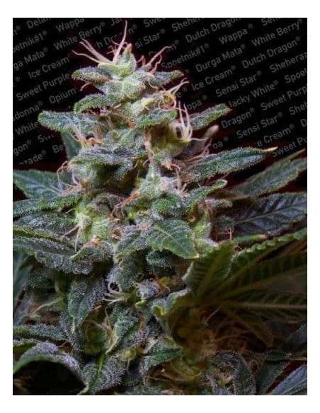 PARADISE SEEDS - Sweet Purple - 1