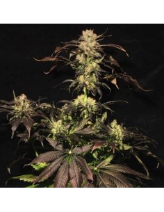 PARADISE SEEDS - White Berry - 1