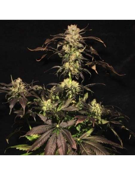 PARADISE SEEDS - White Berry - 1