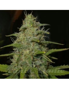 NIRVANA - Lemon OG Haze - 1