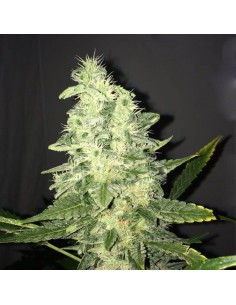 NIRVANA - Supreme CBD Kush - 1