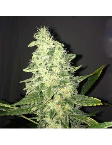 NIRVANA - Supreme CBD Kush - 1