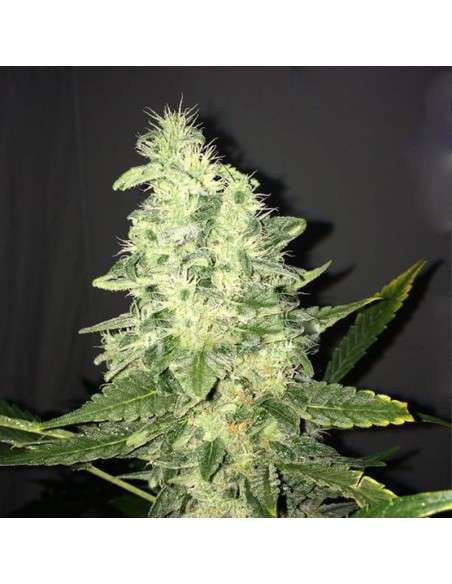 NIRVANA - Supreme CBD Kush - 1