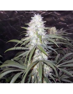 NIRVANA - Sterling Haze - 1