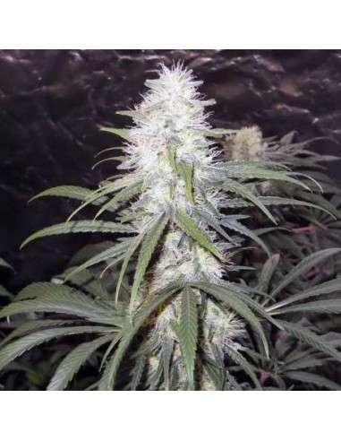 NIRVANA - Sterling Haze - 1