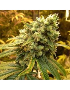 NIRVANA - Sativa's Sour Diesel - 1