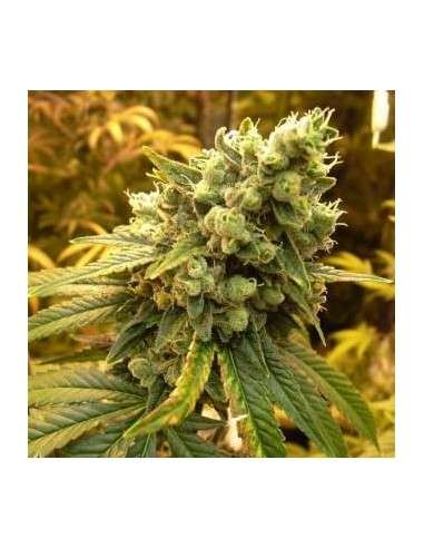 NIRVANA - Sativa's Sour Diesel - 1