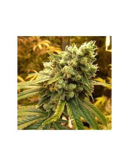 NIRVANA - Sativa's Sour Diesel - 1