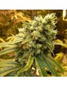 NIRVANA - Sativa's Sour Diesel - 1