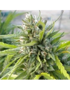 NIRVANA - White Rhino - 1
