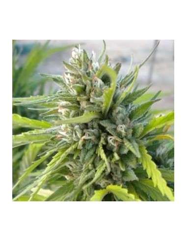 NIRVANA - White Rhino - 1