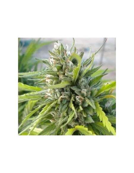 NIRVANA - White Rhino - 1
