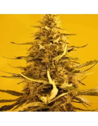 NIRVANA - White Widow Auto - 1