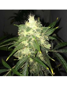 NIRVANA - OG Kush Auto - 1
