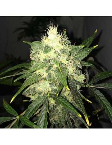 NIRVANA - OG Kush Auto - 1