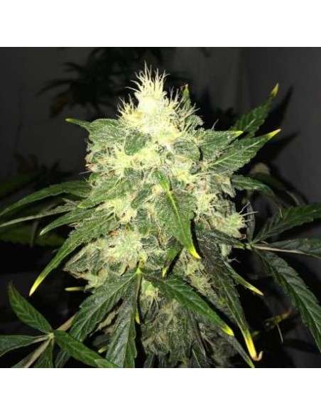 NIRVANA - OG Kush Auto - 1