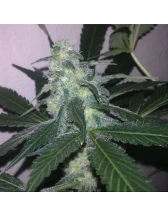 NIRVANA - Swiss Cheese Auto - 1