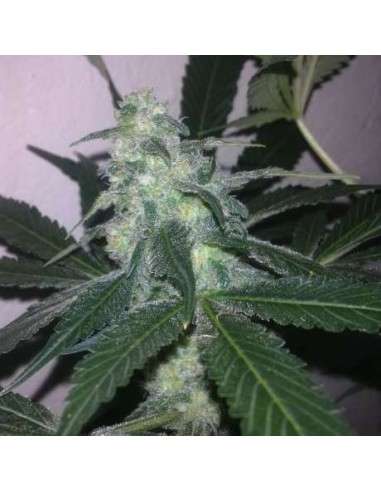 NIRVANA - Swiss Cheese Auto - 1