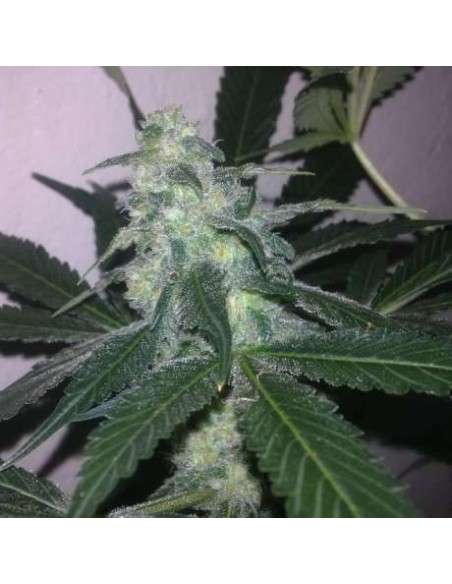 NIRVANA - Swiss Cheese Auto - 1