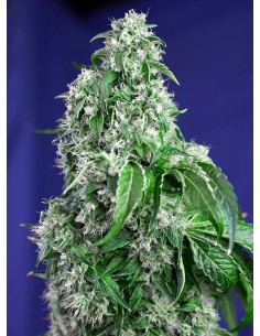 SWEET SEEDS - Big Devil F1 Fast Version - 1